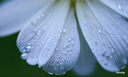 Macro cinematography example