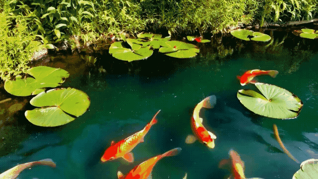 Gen-4_5 Bird's eye view looking directly down at a serene pond with koi fish 1168355221.mp4.gif