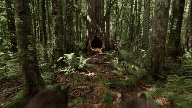 Gen-4_5 POV of a bear approaching a hollowed out tree The hands of the bear reach out from the bottom of the frame and grab a handful of honey Handheld documentary film style Natural camera shake .mp4 (1).gif