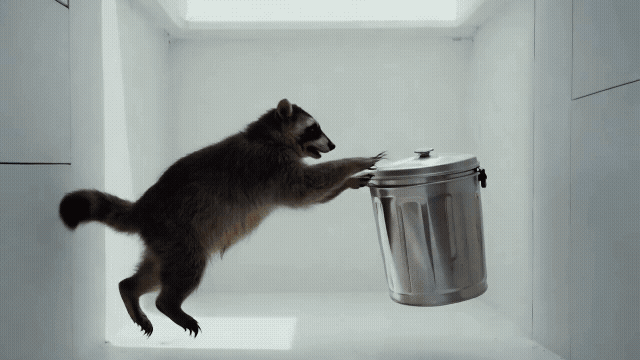 Gen-4_5 A raccoon in a plain room in zero gravity trying to steal the garbage from a silver trash can and the garbage go out on zero gravityHandheld documentary film style Natural camera shake Raw i.mp4.gif